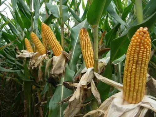 农产大宗玉米供应链金融